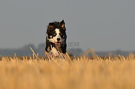 邊境牧羊犬,走狗,字段