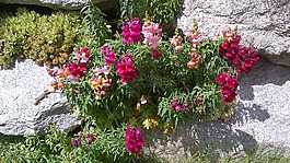 鮮花,花,春天的花朵