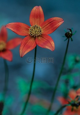 花,夏天花,橙色