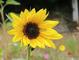 太陽(yáng)花,花,黃色