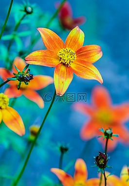花,夏天花,橙色