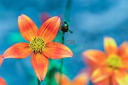 花,夏天花,橙色