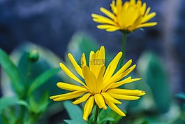 花,夏天花,黃色