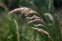 耳,野花,谷物