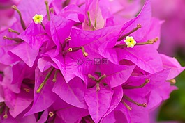 九重葛,鮮花,粉紅色