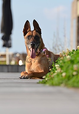 瑪利諾犬,比利時(shí)牧羊犬,陽(yáng)臺(tái)