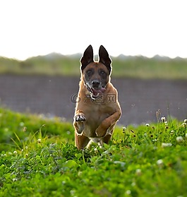 運動記錄,瑪利諾犬,走狗