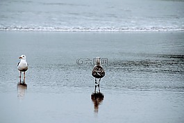 海鷗,海灘,兩個(gè)