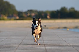 边境牧羊犬,走狗,英国牧羊犬