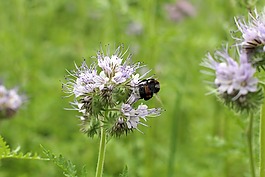 開(kāi)花,赫梅爾,撒