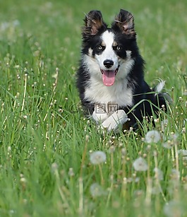 边境牧羊犬,蒲公英草甸,花多