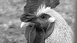 哈恩,鳥,動物