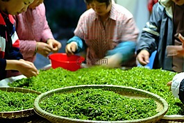 茶,所选择的工作,吉自然绿茶