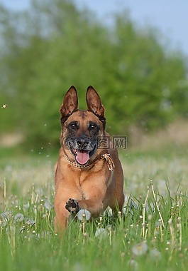 瑪利諾犬,蒲公英草甸,運(yùn)動(dòng)記錄