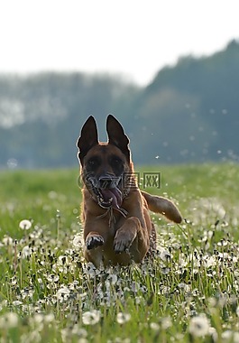 瑪利諾犬,蒲公英草甸,運(yùn)動(dòng)記錄