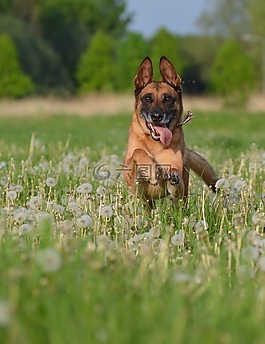 瑪利諾犬,蒲公英草甸,運(yùn)動(dòng)記錄