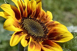 太陽花,花,開花