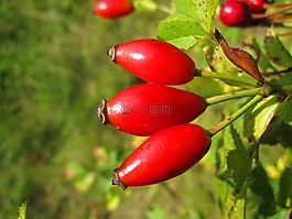 紅色水果,玫瑰果,廠