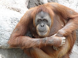 猩猩,動物園,猴子