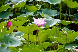 蓮花,花,植物