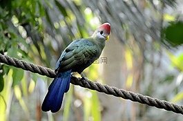 tauraco erythrolophus,rotschopfturako,鸟
