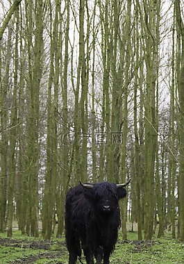 黑色,蘇格蘭的,漢蘭達(dá)