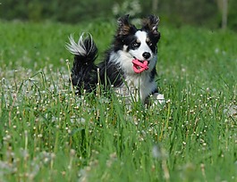 花多,边境牧羊犬,英国牧羊犬