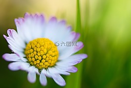 雛菊,瑪格麗特,margaretenblume