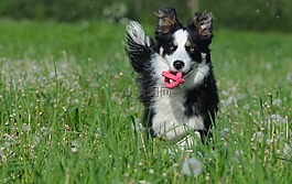 花多,边境牧羊犬,英国牧羊犬