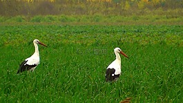 鸛,鳥(niǎo)類,飛