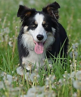 花多,边境牧羊犬,英国牧羊犬