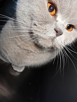 貓,灰色,貓科動物