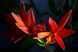 蘭花,花,宏