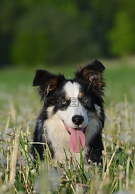 花多,边境牧羊犬,英国牧羊犬