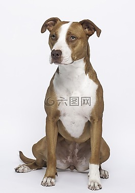 狗,過境,比特犬