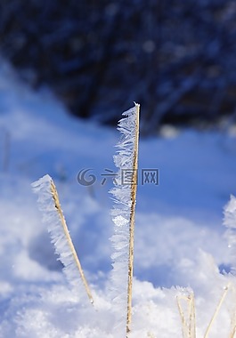 性質(zhì),冬天,雪