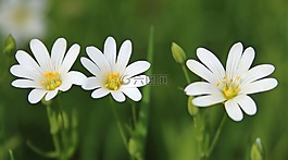 鮮花,白,黃色