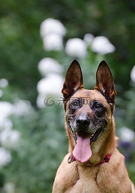 瑪利諾犬,肖像,注意