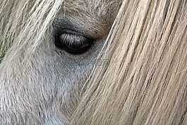馬,眼,動物