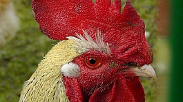 哈恩,動物,鳥
