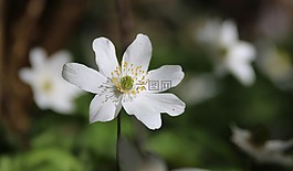 鮮花,白,黃色