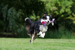 邊境牧羊犬,走狗,俏皮