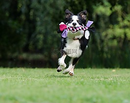 邊境牧羊犬,走狗,俏皮