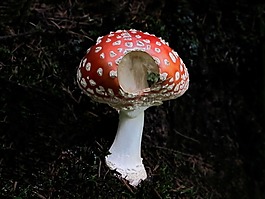 廠,飛木耳,膏