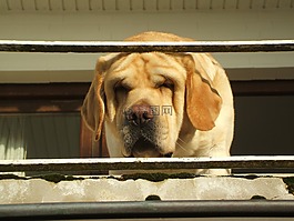 拉布拉多肖像,猎犬肖像,狗肖像