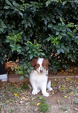 小狗,邊境牧羊犬,邊境