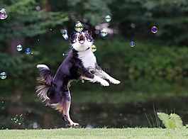 肥皂泡沫,邊境牧羊犬,狗追逐泡沫