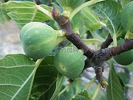 無花果,breva,higera