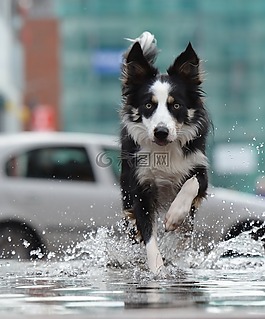 邊境牧羊犬,噴泉,城市