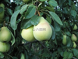 梨,珍珠,水果